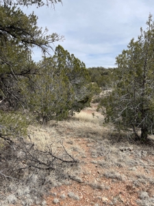 Are You Looking For A Bridge Canyon Ranch - image 5