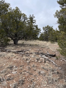 Are You Looking For A Bridge Canyon Ranch - image 7