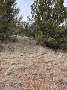 Are You Looking For A Bridge Canyon Ranch - image 4
