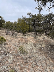 Are You Looking For A Bridge Canyon Ranch - image 6