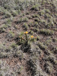 Are You Looking For A Bridge Canyon Ranch - image 2