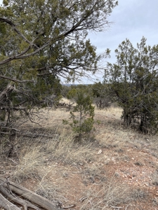 Are You Looking For A Bridge Canyon Ranch - image 8