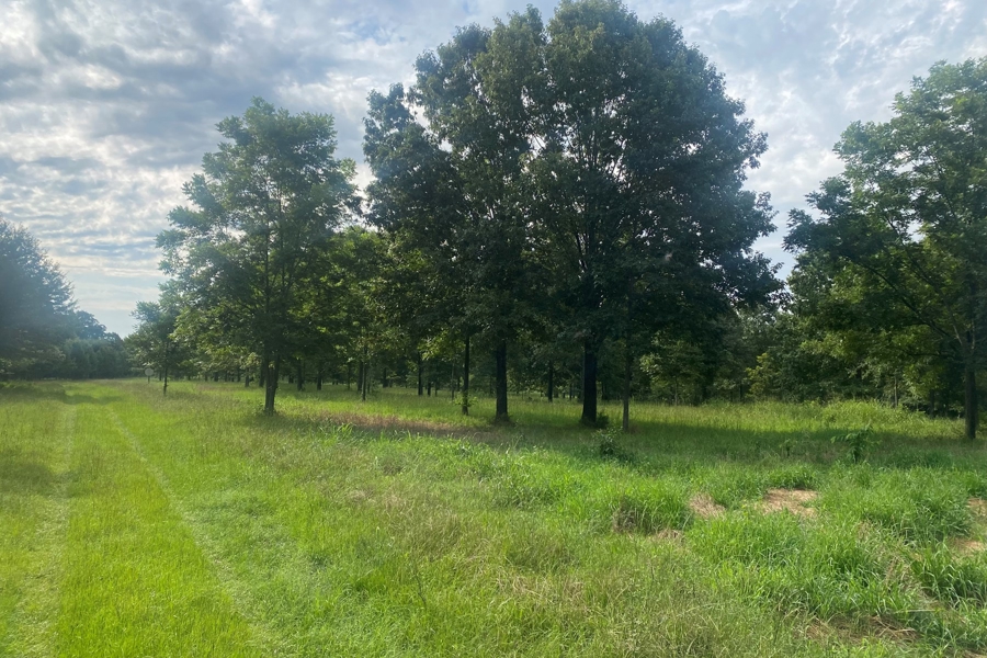 Hunting Land for Sale in Boligee AL