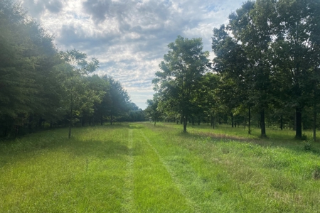 West Alabama Blackbelt Hunting & Fishing Tract in Boligee AL - image 10