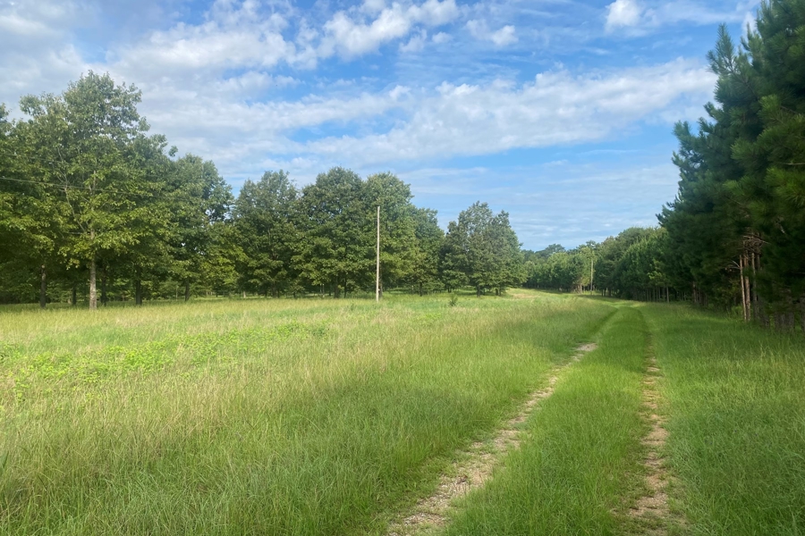 Hunting Land for Sale in Boligee AL