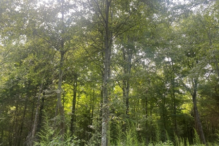 West Alabama Blackbelt Hunting & Fishing Tract in Boligee AL - image 2