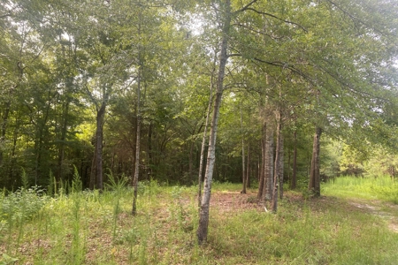 West Alabama Blackbelt Hunting & Fishing Tract in Boligee AL - image 3