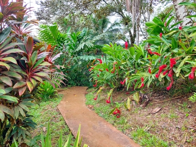 Titled Jungle Home in Small Community, Isla Colon - image 27