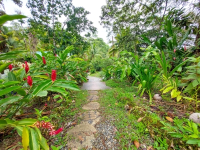 Titled Jungle Home in Small Community, Isla Colon - image 28