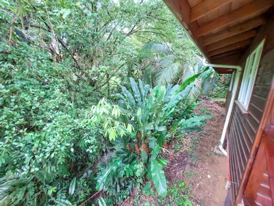Titled Jungle Home in Small Community, Isla Colon - image 14