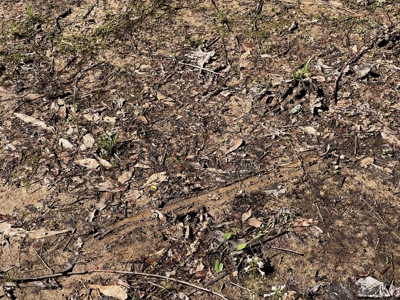Acreage For Sale In Tn – Unrestricted Land, Hunting, Creek - image 8
