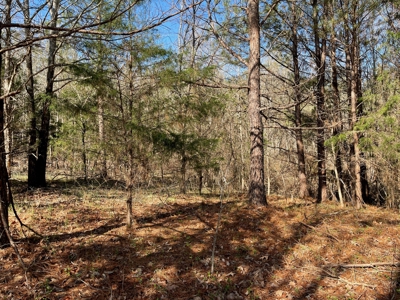 Acreage For Sale In Tn – Unrestricted Land, Hunting, Creek - image 19