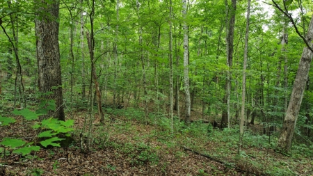 Land For Sale - image 2