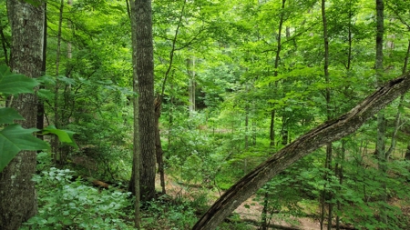 Land For Sale - image 14