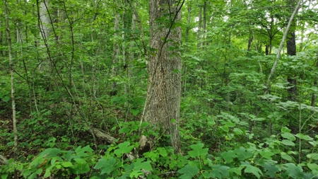 Land For Sale - image 13