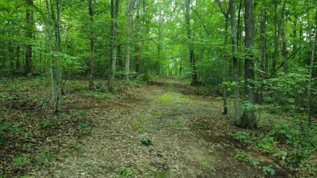 Land For Sale - image 9