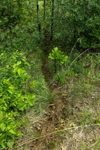 Waushara County 367 Timber & Hunting Tract - image 12