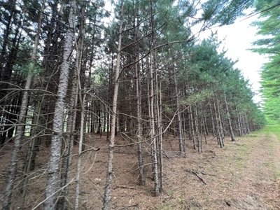Waushara County 367 Timber & Hunting Tract - image 35