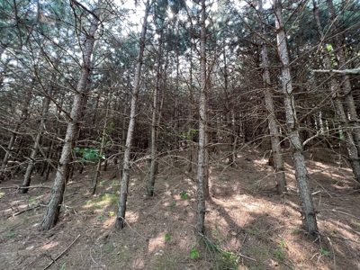 Waushara County 367 Timber & Hunting Tract - image 34