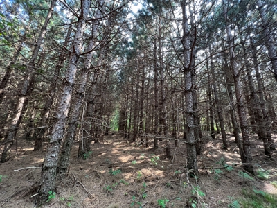 Waushara County 367 Timber & Hunting Tract - image 36