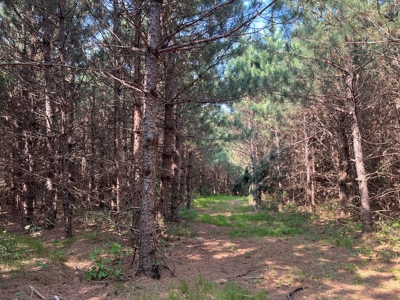 Waushara County 367 Timber & Hunting Tract - image 37