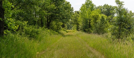 Waushara County 367 Timber & Hunting Tract - image 5