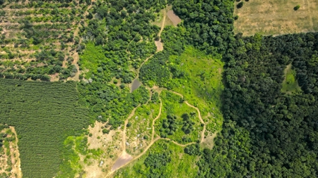 Waushara County 367 Timber & Hunting Tract - image 19