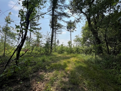 Waushara County 367 Timber & Hunting Tract - image 29