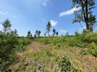 Waushara County 367 Timber & Hunting Tract - image 27