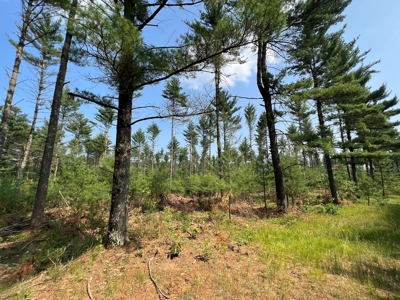 Waushara County 367 Timber & Hunting Tract - image 33