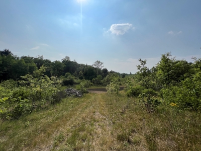 Waushara County 367 Timber & Hunting Tract - image 38