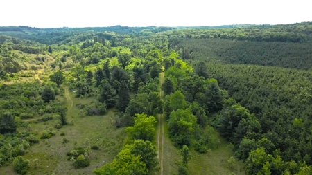 Waushara County 367 Timber & Hunting Tract - image 7
