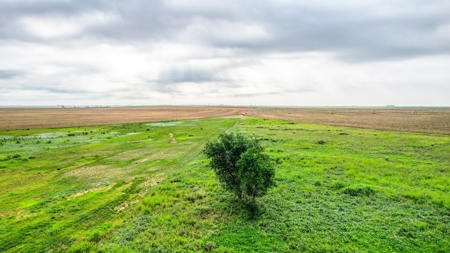 177.1 +/- Acre Irrigated Tract for Sale in Lamb County Texas - image 10
