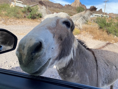 Oatman Az Oasis Auction! 95.18 Acres + Well + Mining Claims - image 39