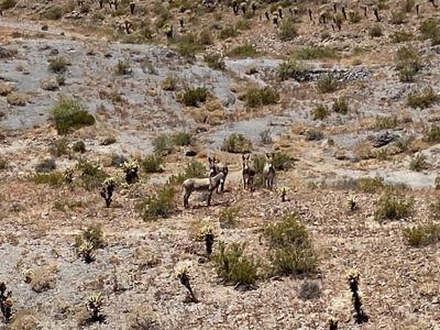 Oatman Az Oasis Auction! 95.18 Acres + Well + Mining Claims - image 4