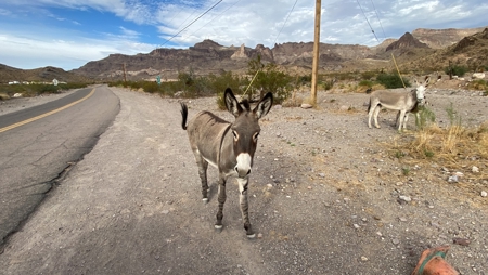 Oatman Az Oasis Auction! 95.18 Acres + Well + Mining Claims - image 41