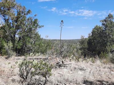 Remote Norther AZ 40 acres parcel with gorgeous views! - image 6
