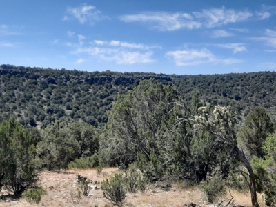Remote Norther AZ 40 acres parcel with gorgeous views! - image 9