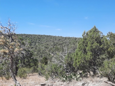 Remote Norther AZ 40 acres parcel with gorgeous views! - image 5