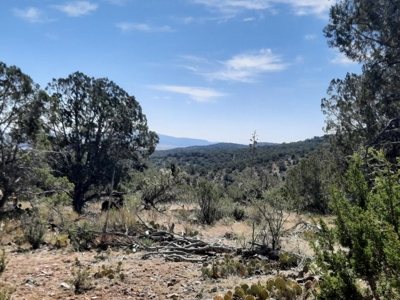 Remote Norther AZ 40 acres parcel with gorgeous views! - image 4