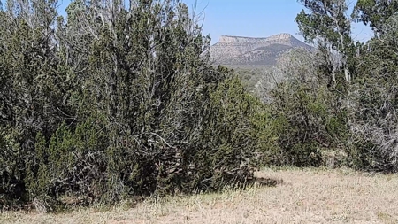 Gorgeous 36 acre Norther AZ off grid property with septic !! - image 1