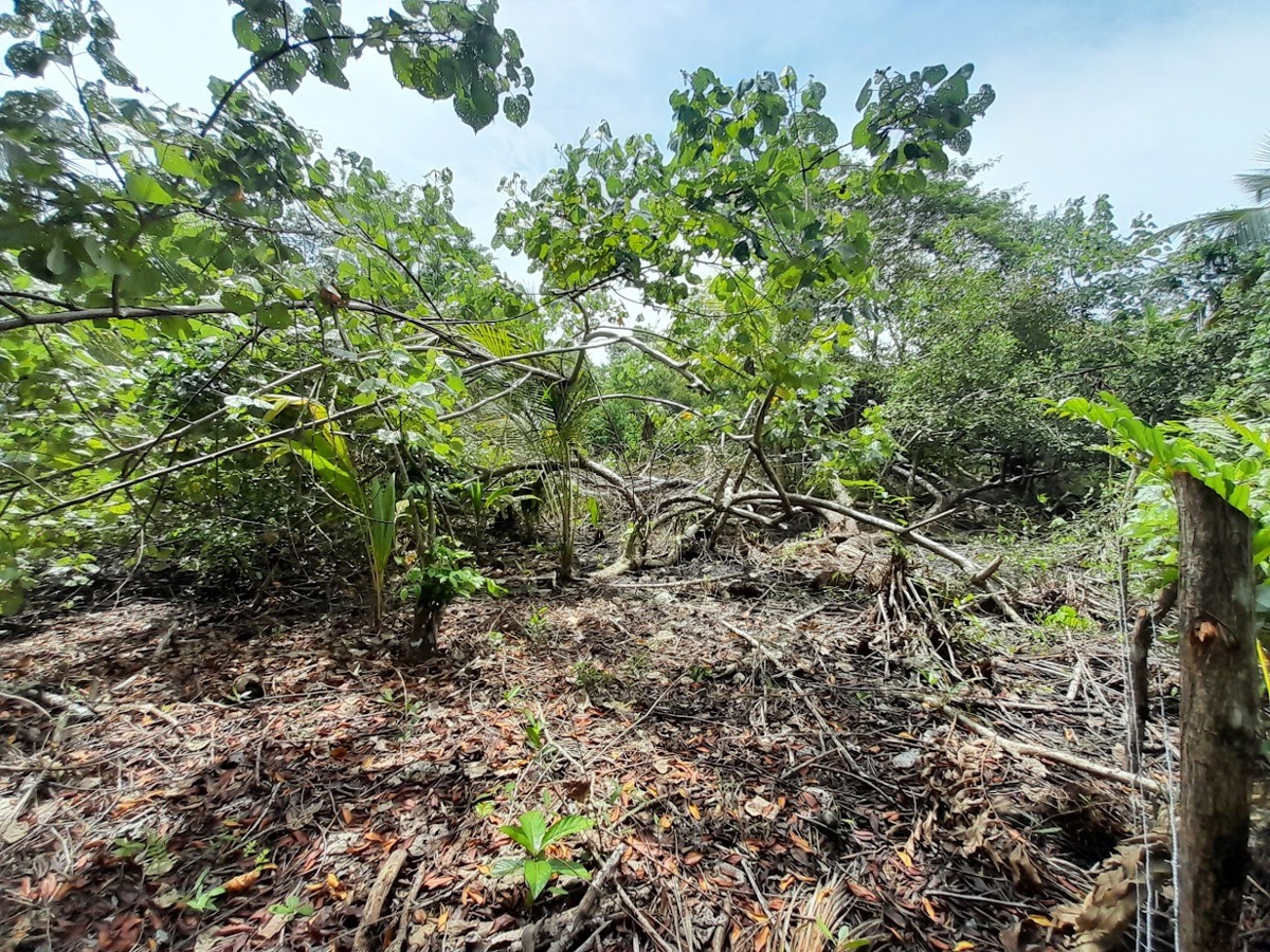 Fire Sale: 2 Waterfront Lots + Dock — Isla San Cristóbal - 5