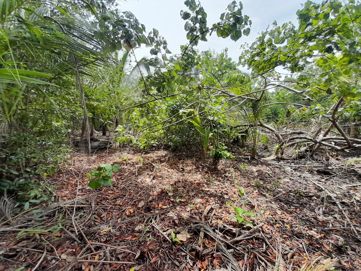 Fire Sale: 2 Waterfront Lots + Dock — Isla San Cristóbal - 4
