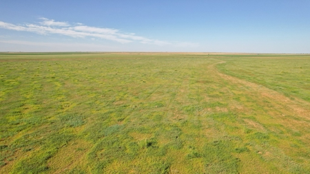 655.31 +/- Acres in Hockley County For Online-Only Auction - image 18