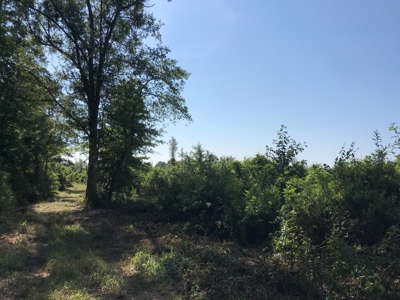 Land for Sale, East Texas Homestead Recreational Land - image 10