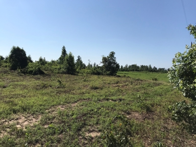 Land for Sale, East Texas Homestead Recreational Land - image 4