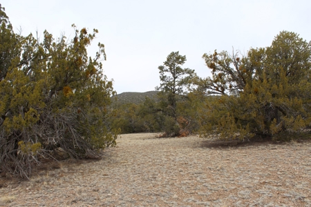 Land for sale with Septic Installed - image 3