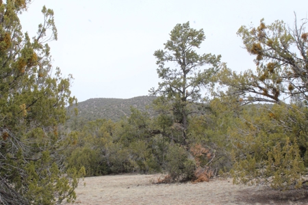 Land for sale with Septic Installed - image 4