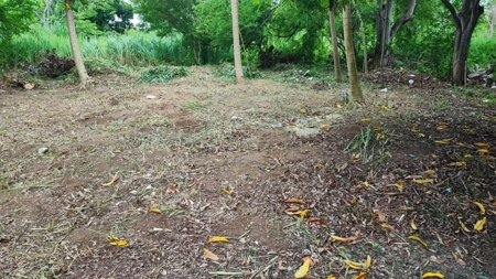 Prime land in Amador, CauseWay next to the Yacht Club - image 8