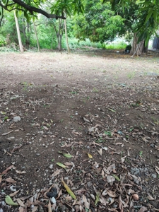 Prime land in Amador, CauseWay next to the Yacht Club - image 6